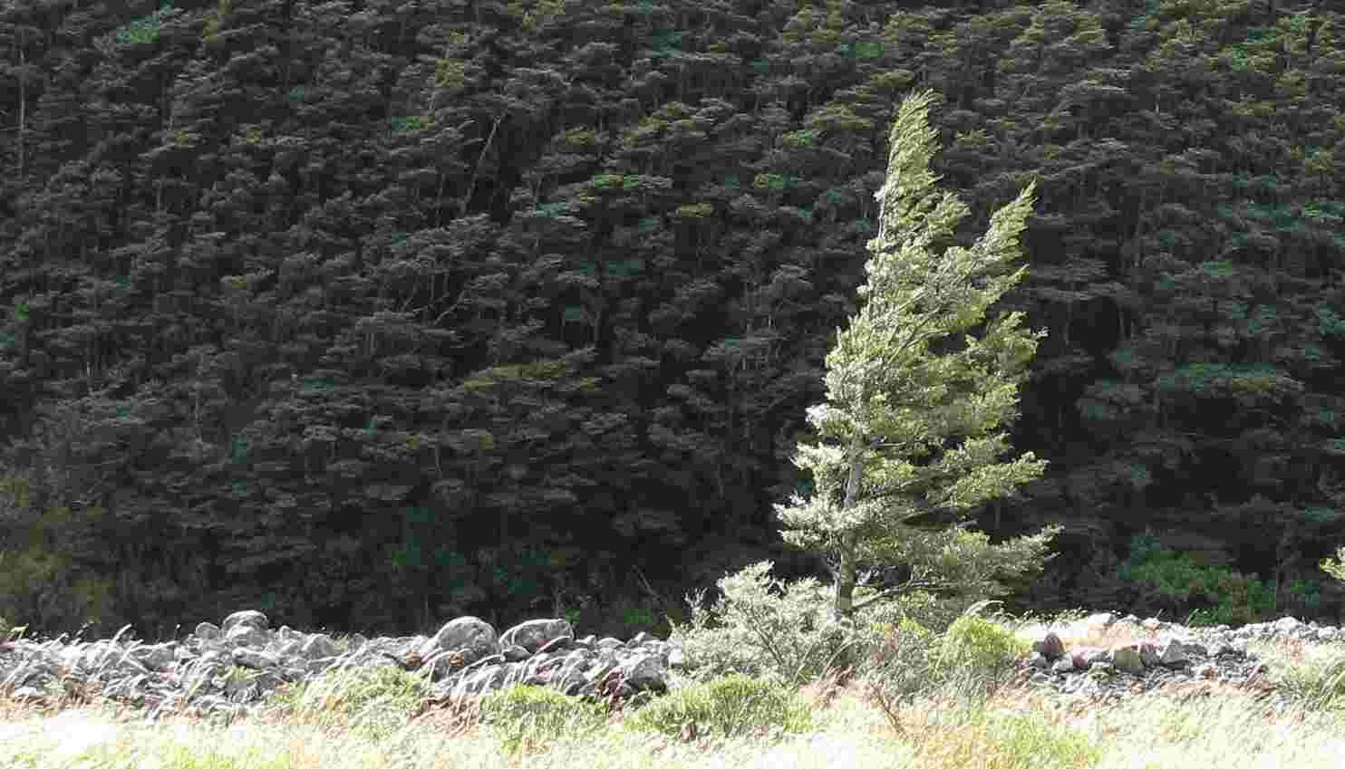 Solitary Beech